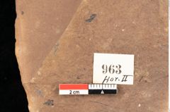 Foto (Detailsansicht) von Quercus palaeoilex Ettingshausen (NHMW-GEO-2024-0188-0963)
